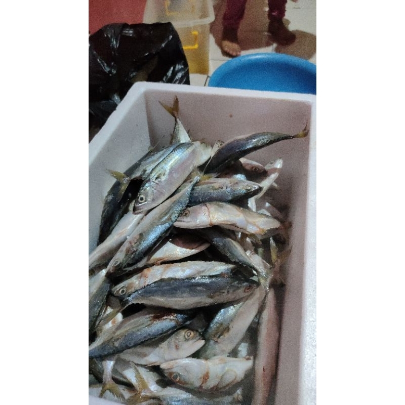 

Ikan Kembung Banjar , Murah , Beku Kapal Harga di bawah pasaran