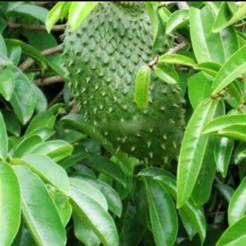

Daun Sirsak Alami tanpa Kimia. Sangat Baik untuk pengobatan herbal dan penyembuhan penyakit kronis
