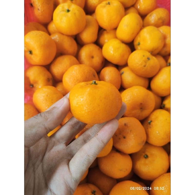 

Jeruk Santang gundul