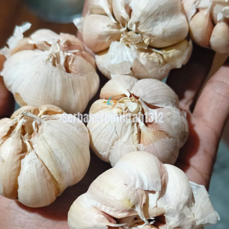 

Bawang Putih 100gr