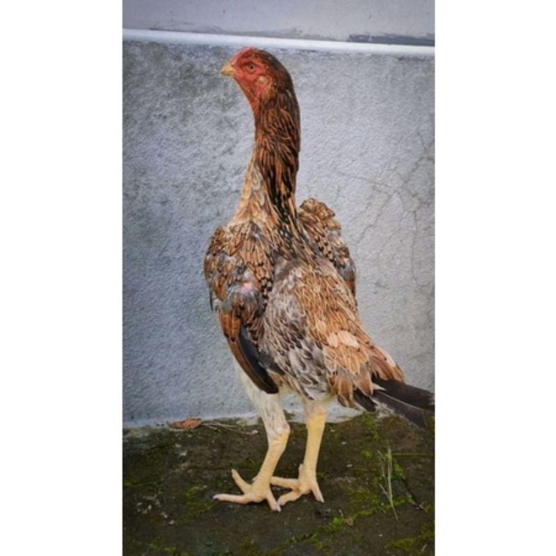 telur tetas ayam shamo original