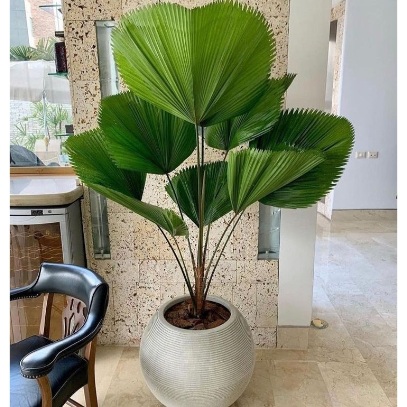 tanaman palem kol - licuala grandis - palem kol - tanaman