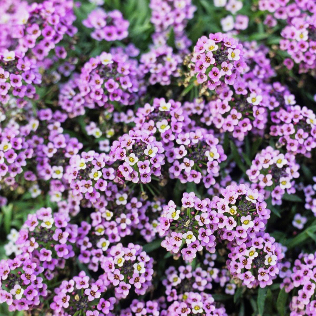 Benih Bibit Biji - Bunga Alyssum Royal Carpet Sweet Alyssum Flower Seeds - IMPORT HATEYOUONE
