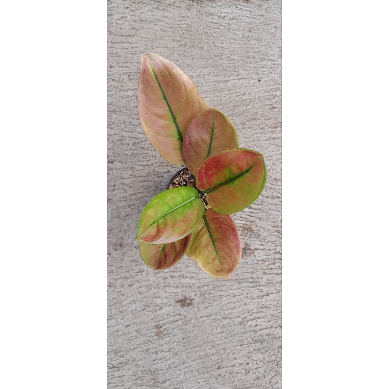 Aglonema Ayunindi (Size Remaja)