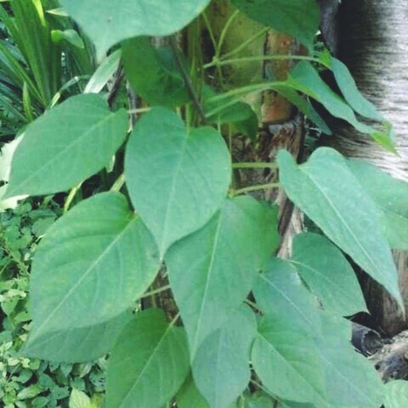 

DAUN KETUT/KETUTAN FRESH SEGAR