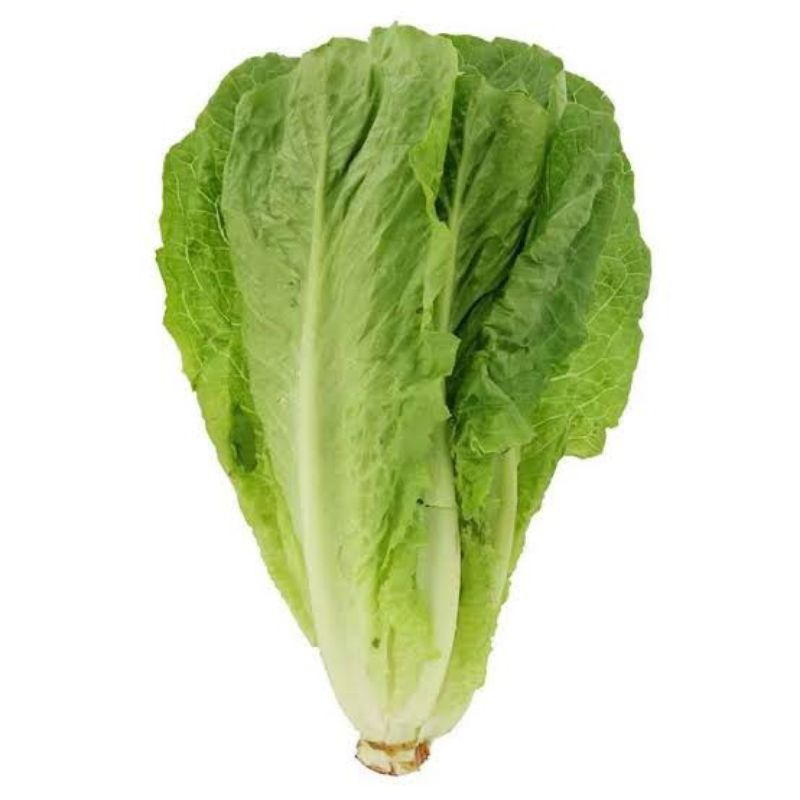 

Lettuce Romaine 500 gr