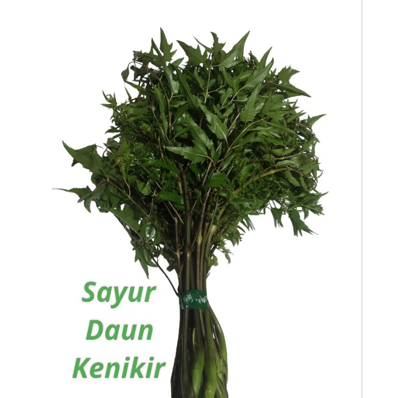 

Readyy daun kenikir/raja midang segar netto 100 gram segar siap petik lalapan khas sunda