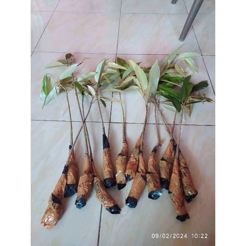 paket bibit durian