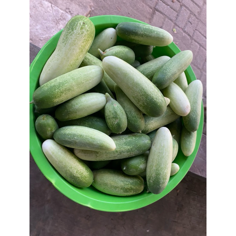 

KIRIM INSTAN Timun baby 250gr