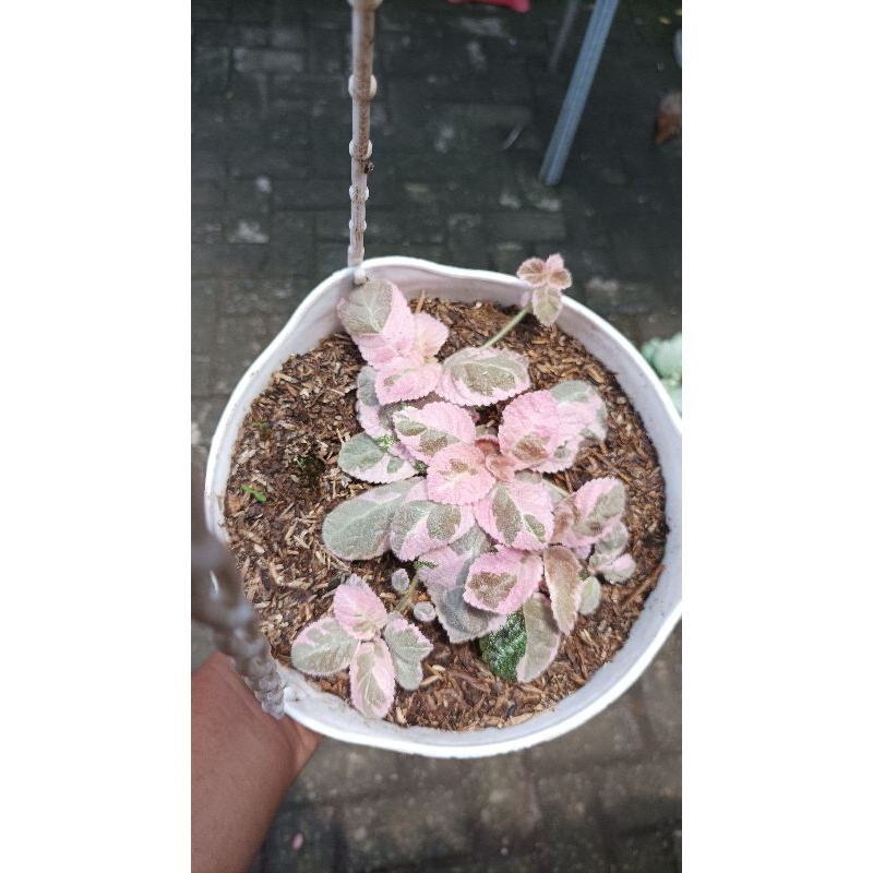 Episcia Pink Smoke (bunga pink)