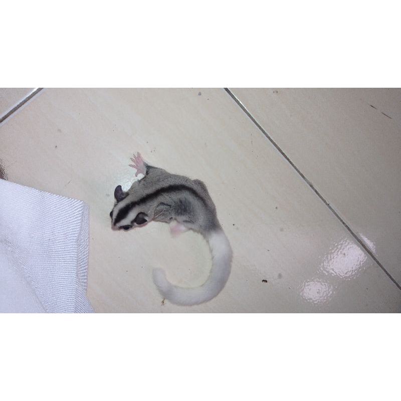 sugar glider jenis mozaik