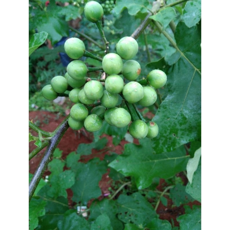 

buah takokak segar 500gr