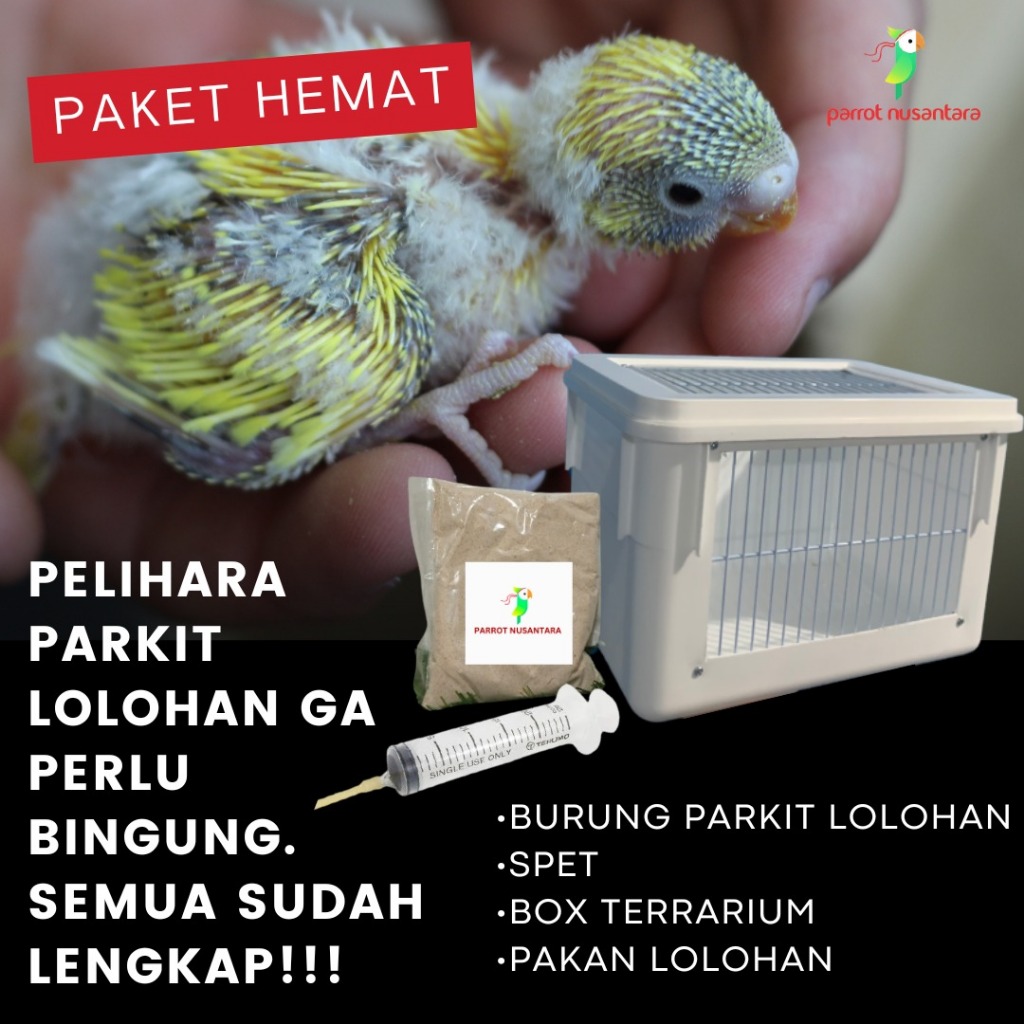 PAKET MURAH BURUNG LOLOHAN BOX TERRARIUM PAKAN SPET