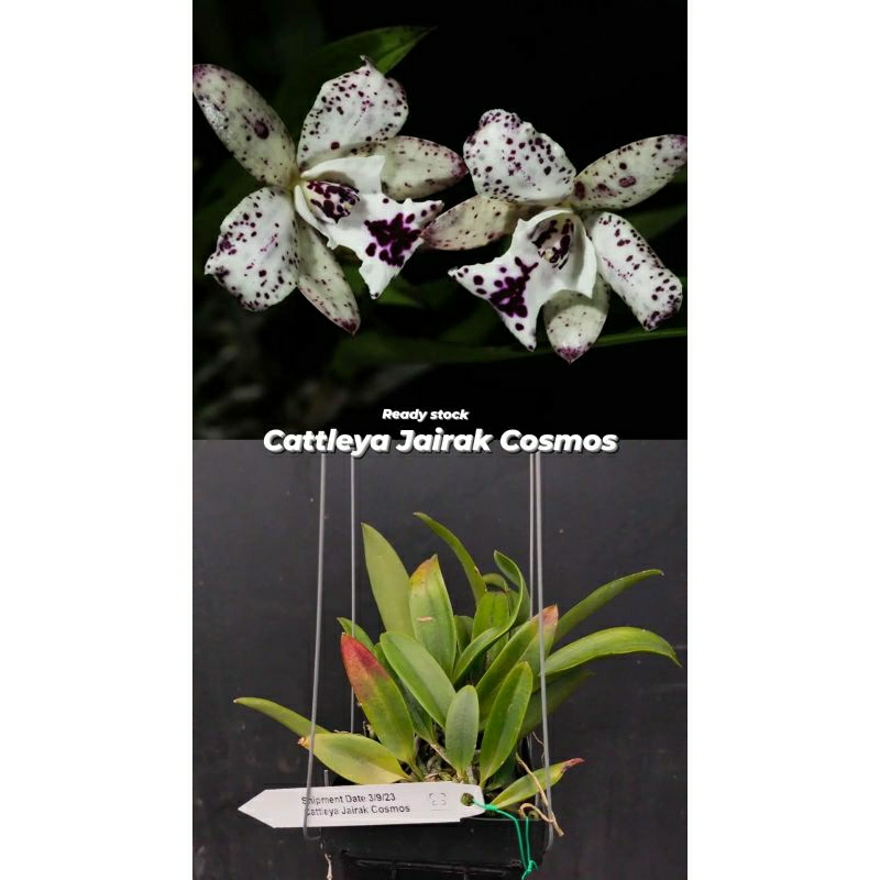 anggrek Cattleya  Jairak cosmos dewasa spike+pot anggrek putih bintik biru Niming tanamanhias