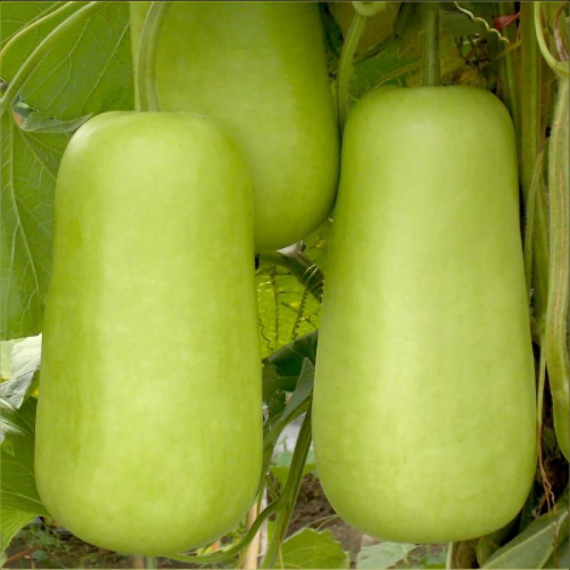 5 BijiLabu Air PELOZ F1 | Benih Labu Air | Benih Sayuran