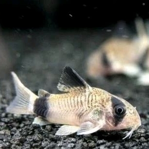 CORYDORAS PANDA CATFISH
