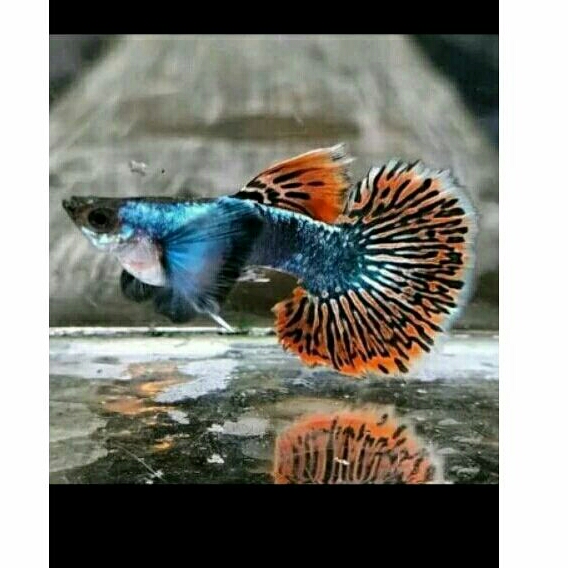 ikan guppy platinum red mozaik big ear - sepasang