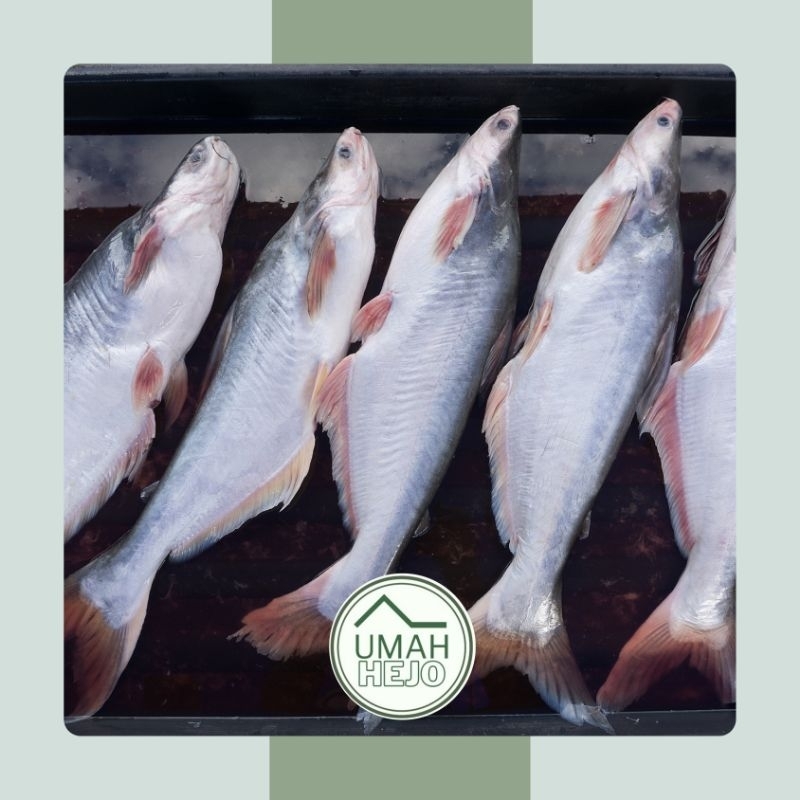 

IKAN PATIN SEGAR | IKAN PATIN FRESH - 500GR