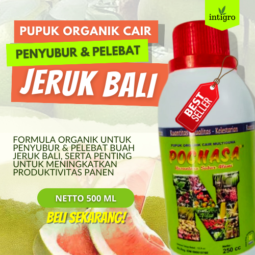 Pupuk Booster Pelebat Jeruk Bali Jeruk Nipis Jeruk Perut Terbaik Penyubur Tanaman Jeruk Pupuk Booste