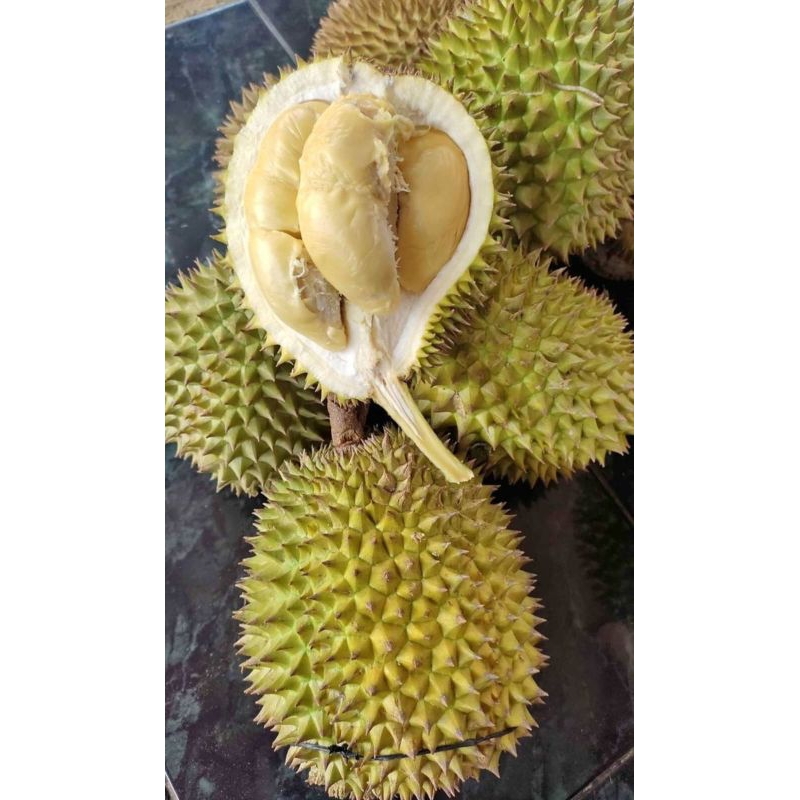 

Durian lokal manis legit BERGARANSI
