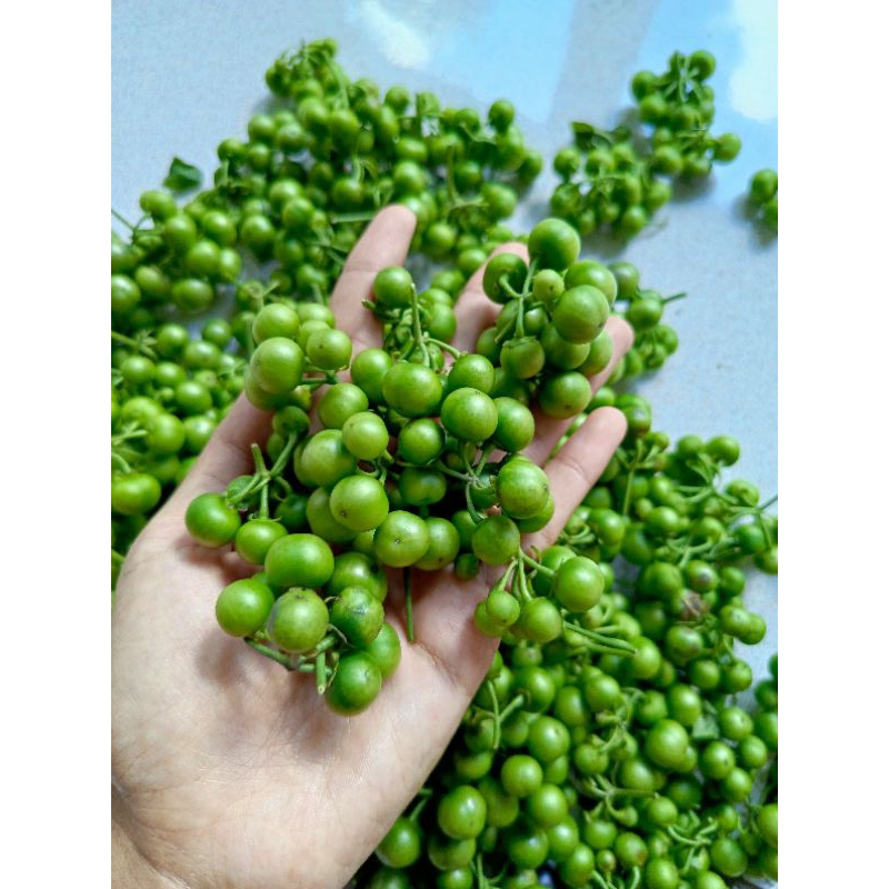 

Leunca Segar Fress kualitas premium 1 kg