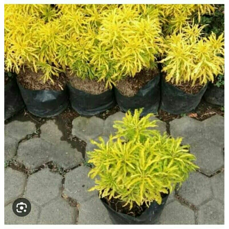 bibit bunga,brokoli,beli(3)dapat(5)bibit,brokoli