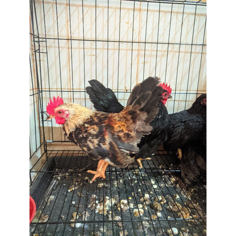 Anak Ayam Kate Usia 3 bulan