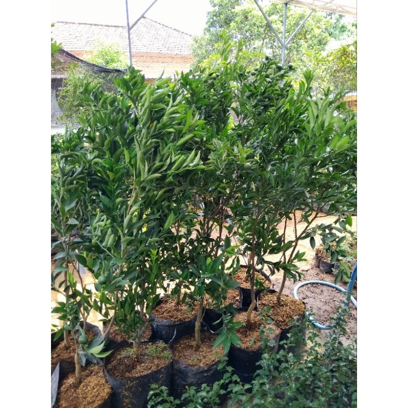 jeruk santang madu valid berbuah lebat