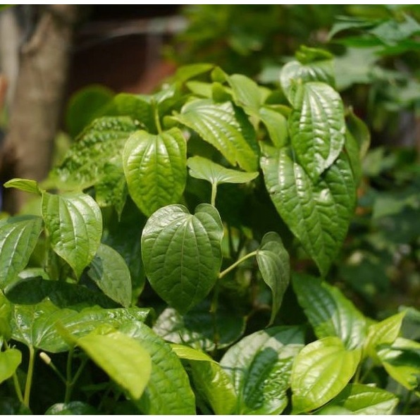 

Daun Sirih | Daun Sirih Segar | Daun Sirih Hijau Segar | Daun Sirih Segar- Sirih Hijau Fresh / Sirih 100% Organik
