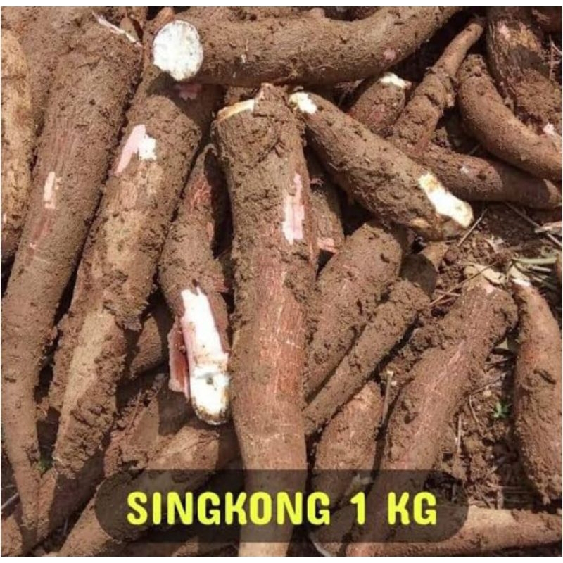 

Singkong empuk fresh 1 kg singkong ngeproy