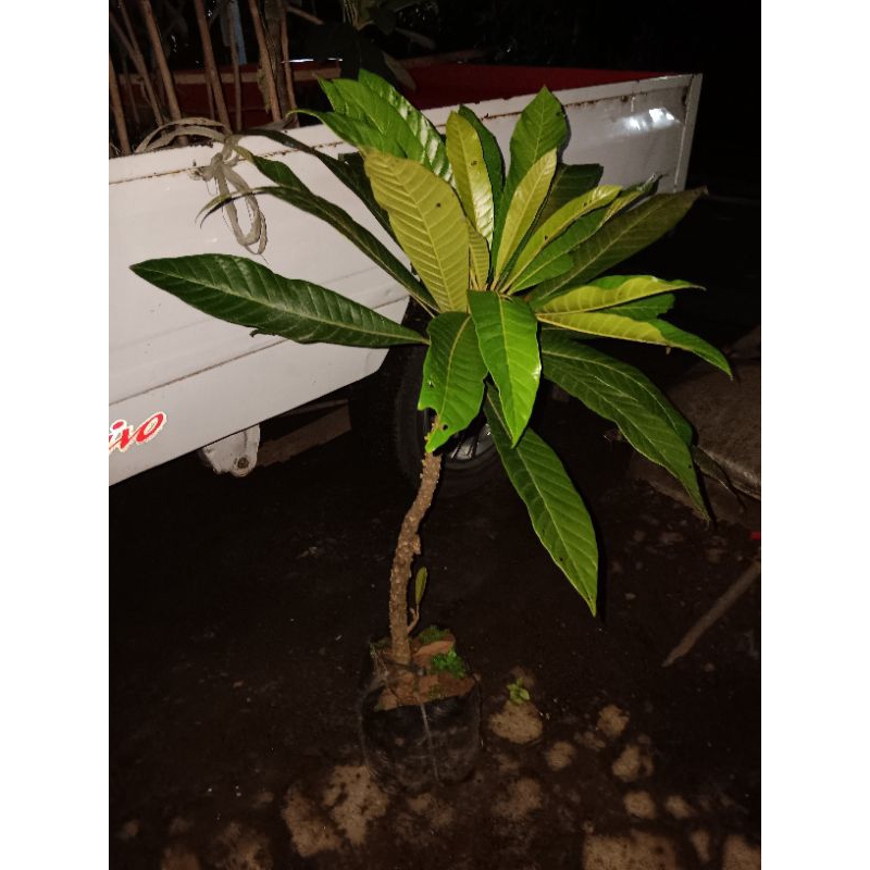 mamey sapote tanpa biji