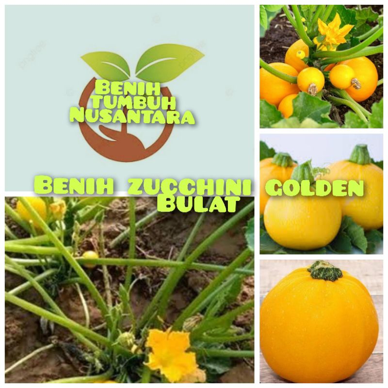 3 BUTIR BIJI BENIH ZUCCHINI GOLDEN BULAT