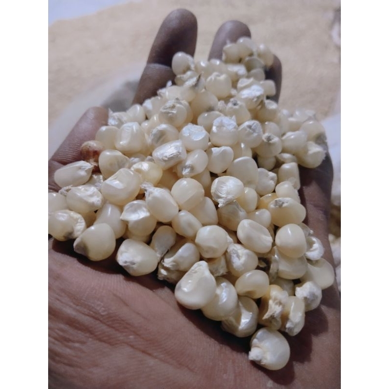 

jagung putih / katemak khas ntt