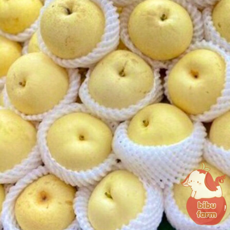 

Pear Century China Hong Du Berat/Kilogram