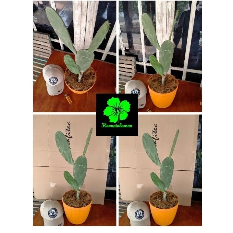 kaktus centong bercabang tinggi 40-50 cm