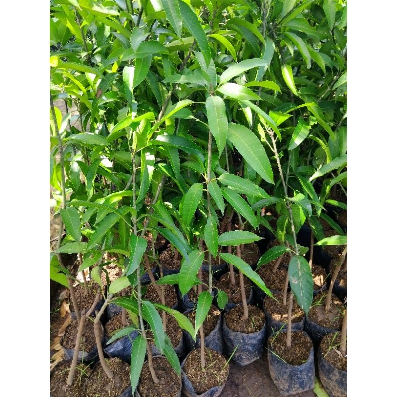 bibit mangga manalagi okulasi cepat berbuah