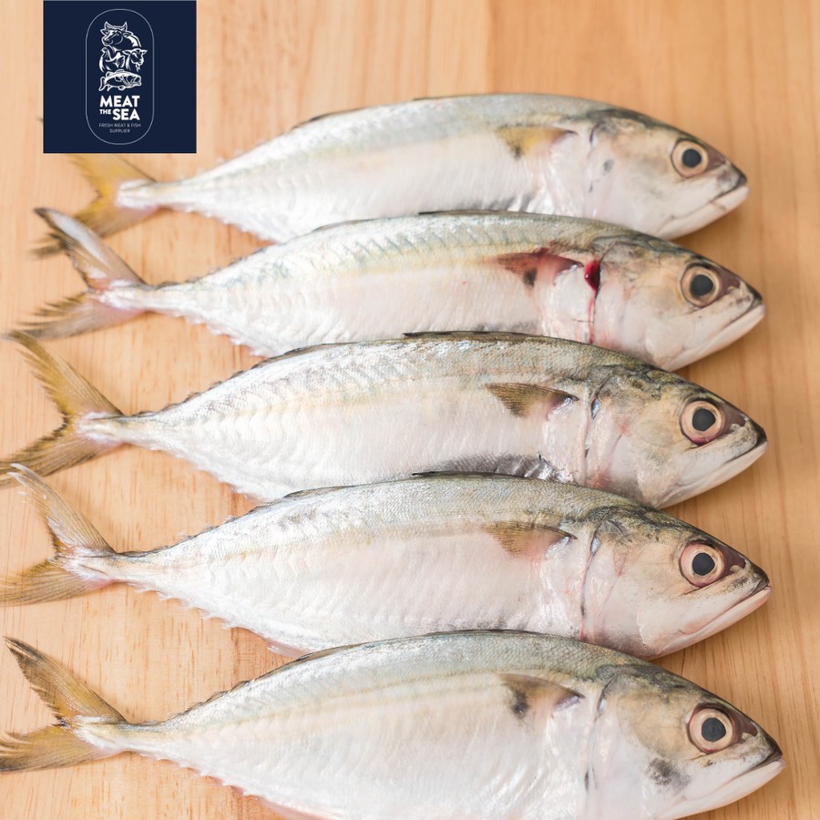 

Ikan Kembung Banjar ● Fresh Frozen