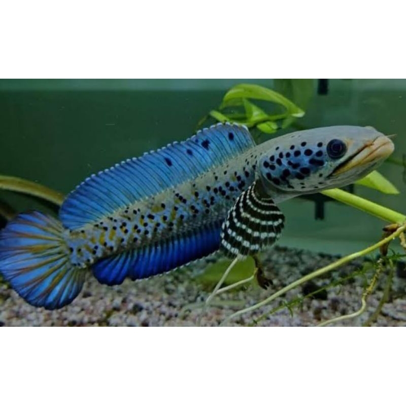 Channa Orna YL single tank 7-8cm