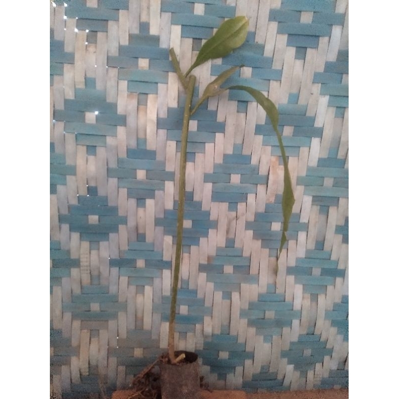 bibit tanaman hias jenis bunga cangkok Wijoyo Kusumo asli