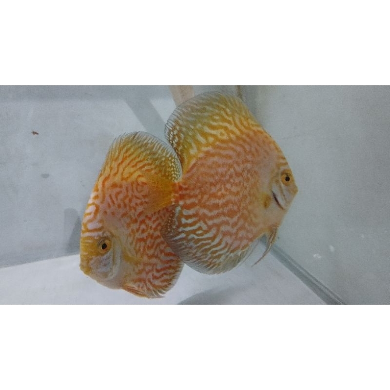 Discus 4 inchi Jenis Random - Bisa Request