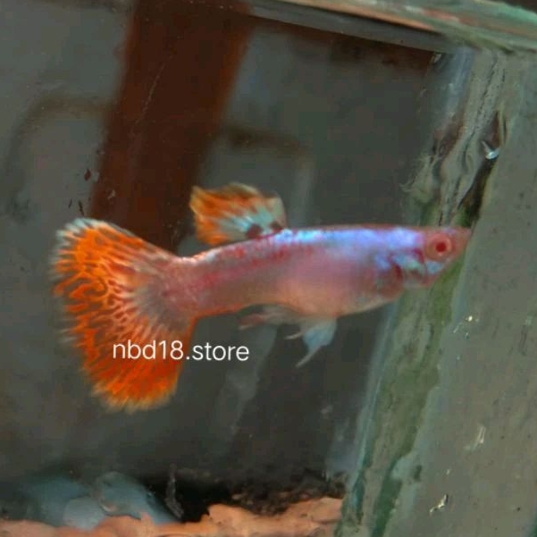 paking box seterofoam guppy albino platinum red mozaik be