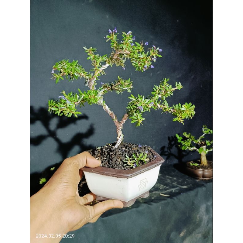 saeng simbur mikro vietnam prokar