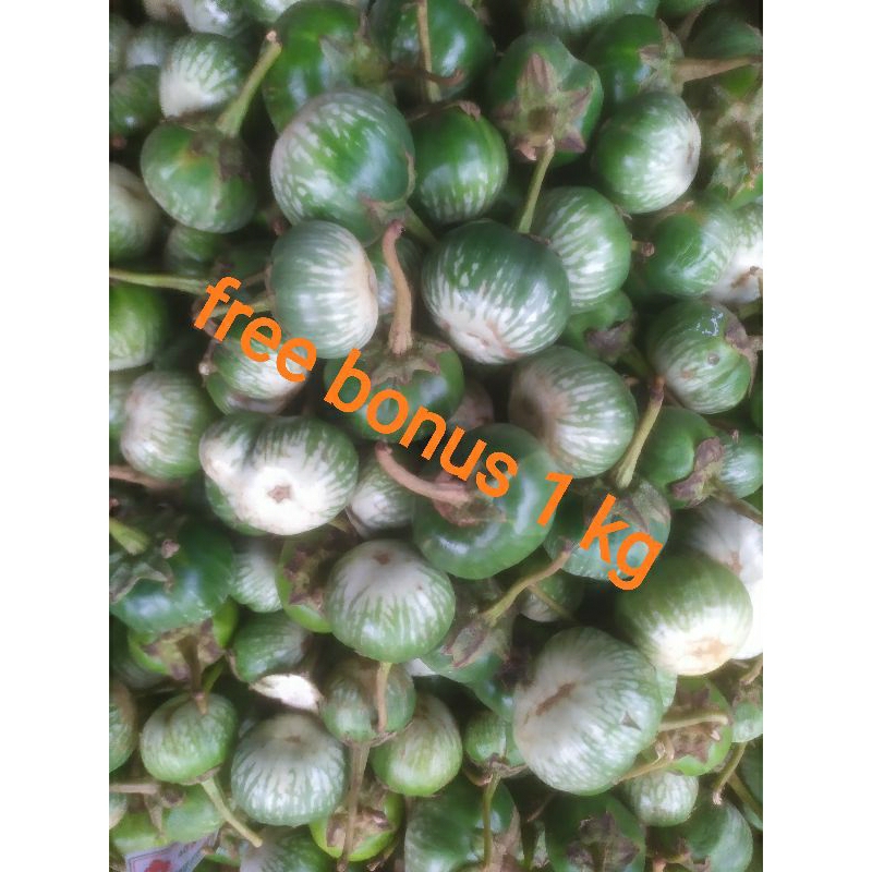 

terong lalapan 500gr + gratis bonus