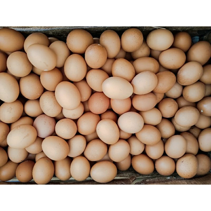 

Telor Ayam Negeri 10 Butir