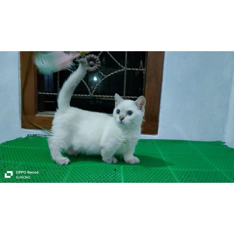 munchin bsh silver point jantan 4 bulan