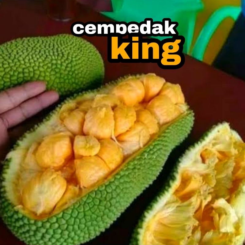 bibit cempedak king okulasi genjah // cempedak king merah malaysia // cempedak import