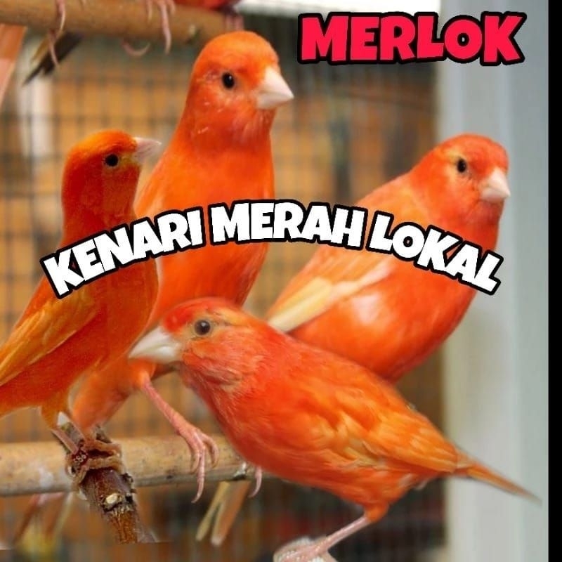 kenari merlok super berkualitas