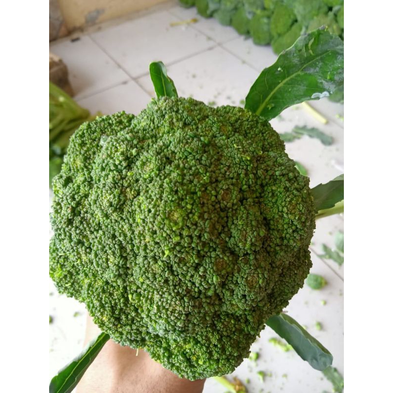 

brocoli per 500g