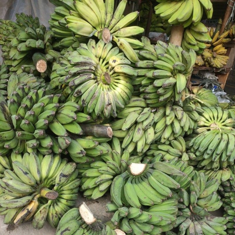 

Buah Pisang Kepok Mentah Petik Tua Pohon 1 Sisir 1 Kg Lebih