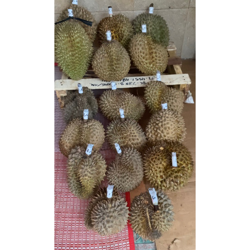 

Durian Montong
